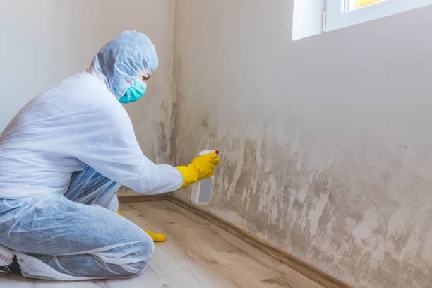 Licensed Mold Inspection service in Bayville, NY - WQB Mold Removal